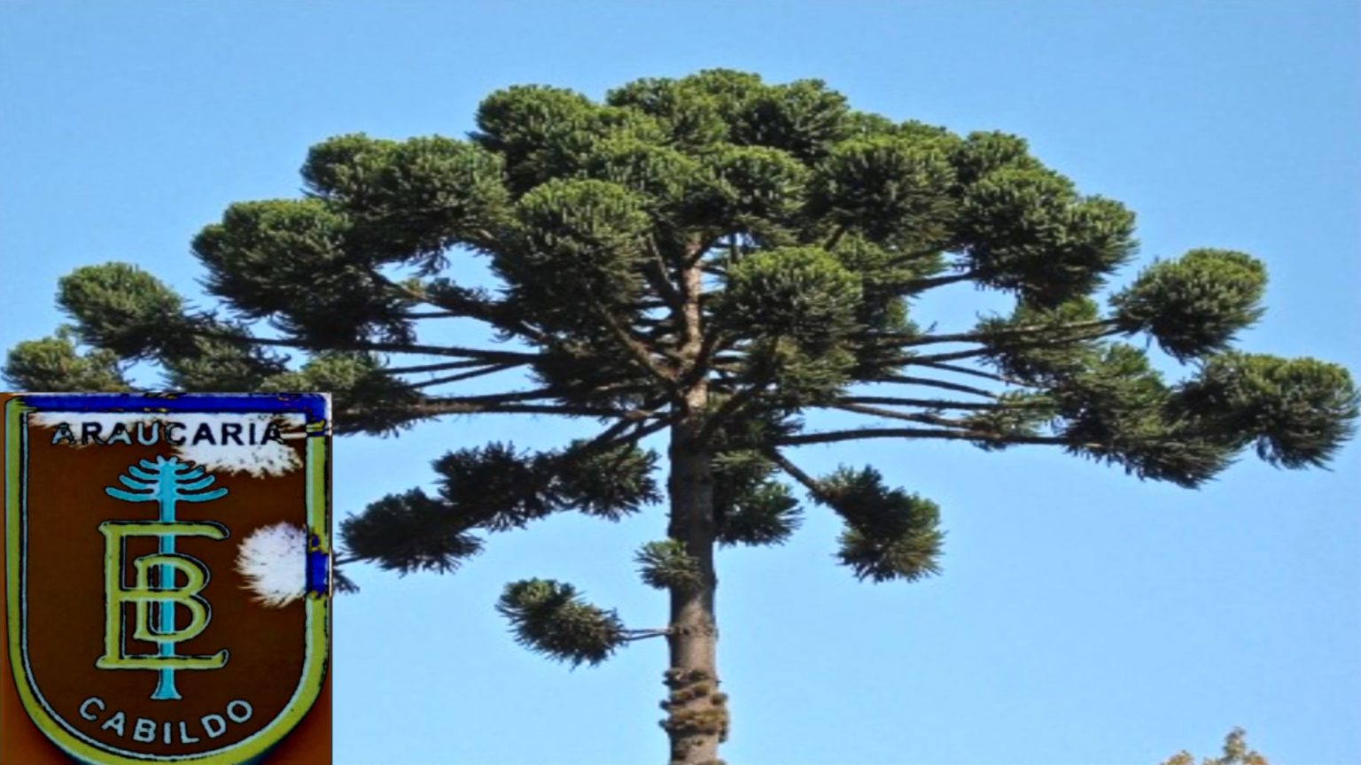 Audio 9 Parte A – Igor Dufey Manns